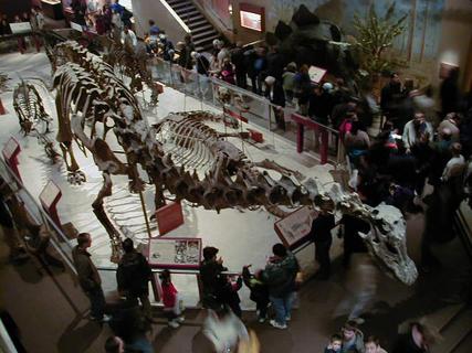 Diplodocus and other dinosaurs<br>Location: <a href="https://www.google.com/maps/search/?api=1&query=38.89096,-77.02601" target="_new">Smithsonian National Museum of Natural History</a>